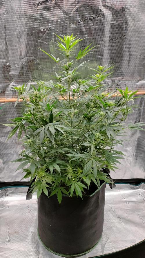 Eternity Grow Cup 2026. Week 10