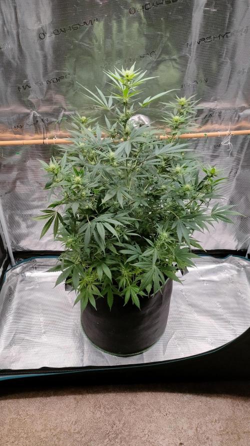 Eternity Grow Cup 2026. Week 10