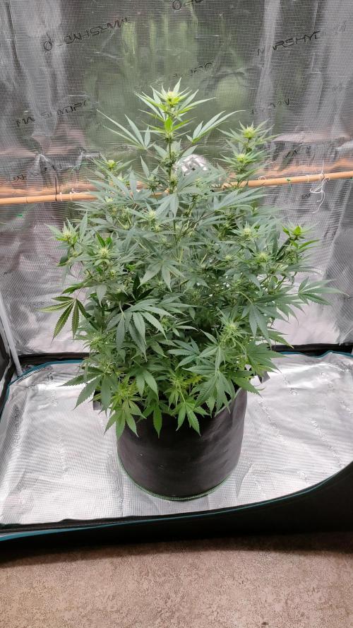 Eternity Grow Cup 2026. Week 10