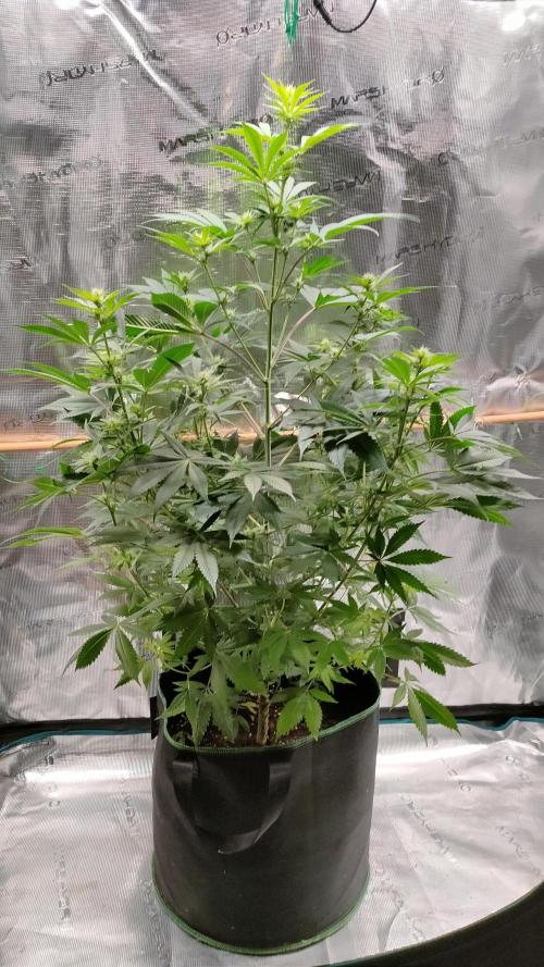 Eternity Grow Cup 2026. Week 10