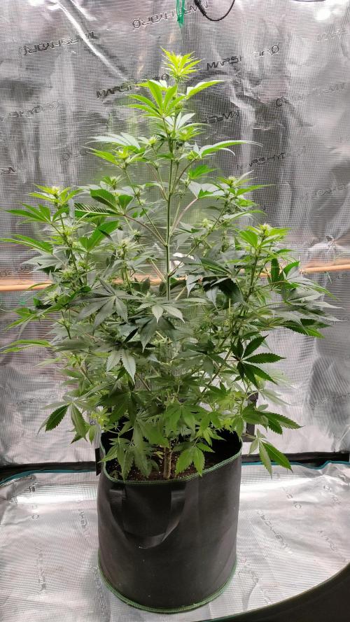 Eternity Grow Cup 2026. Week 10