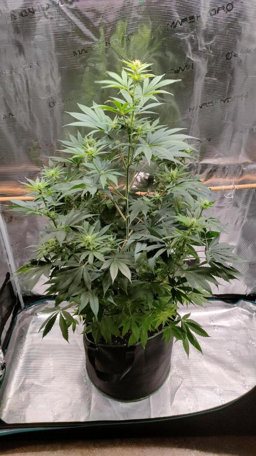 Eternity Grow Cup 2026. Week 10