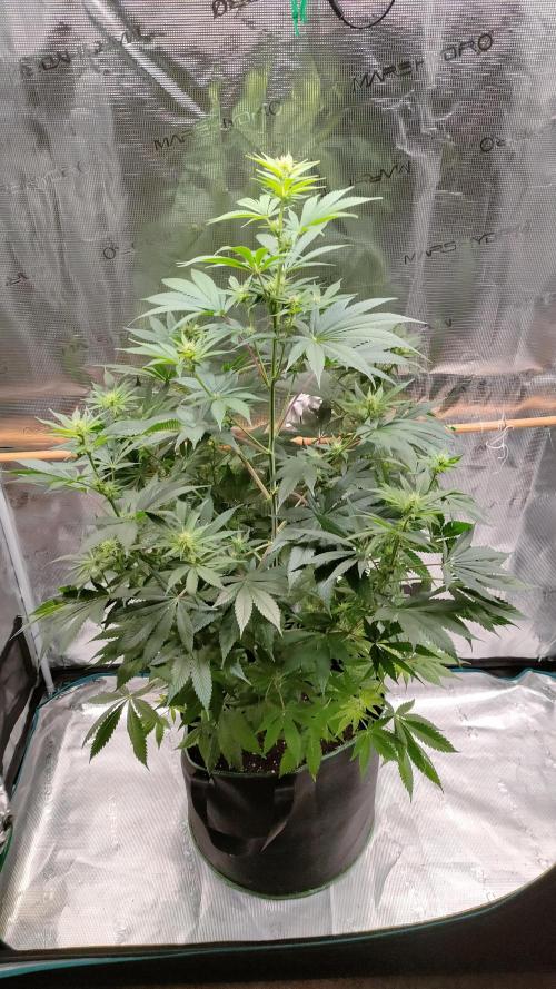 Eternity Grow Cup 2026. Week 10