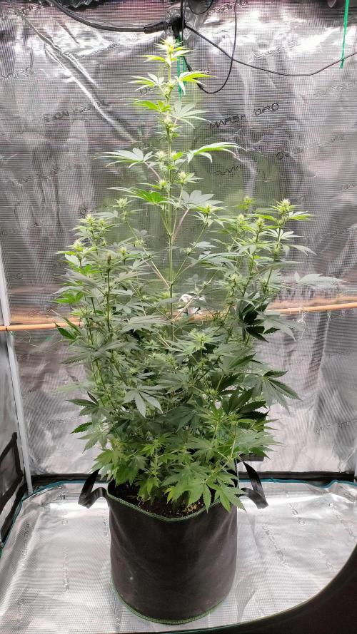 Eternity Grow Cup 2026. Week 10