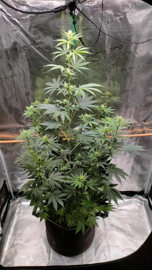 Eternity Grow Cup 2026. Week 10