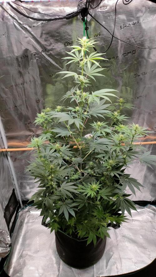Eternity Grow Cup 2026. Week 10