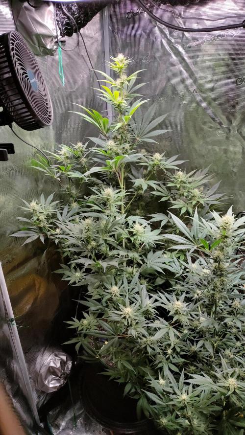 Eternity Grow Cup 2026. Week 11