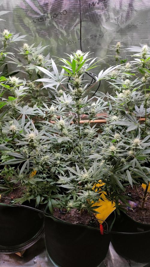 Eternity Grow Cup 2026. Week 11