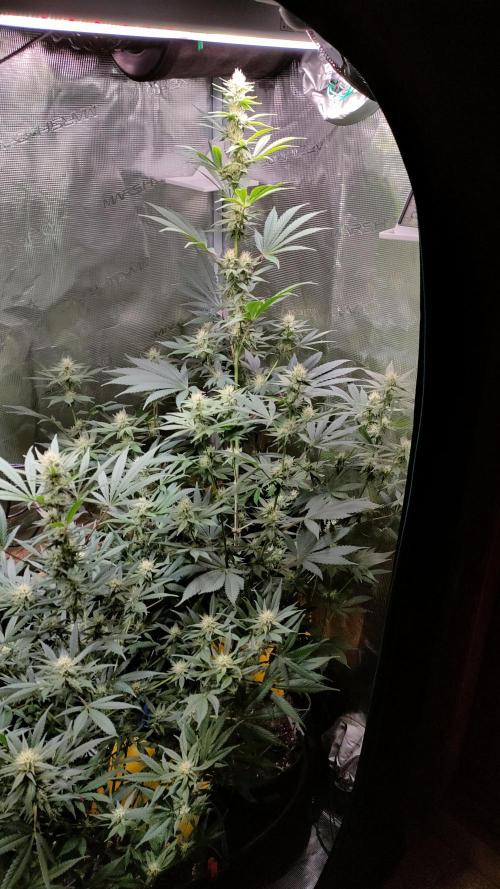Eternity Grow Cup 2026. Week 11