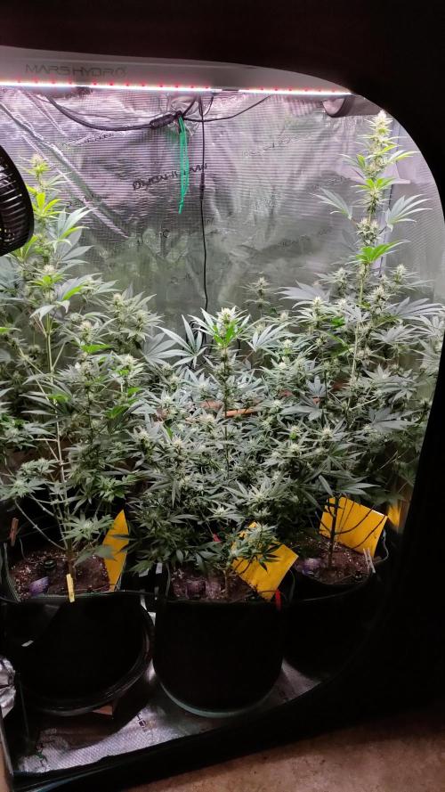 Eternity Grow Cup 2026. Week 11