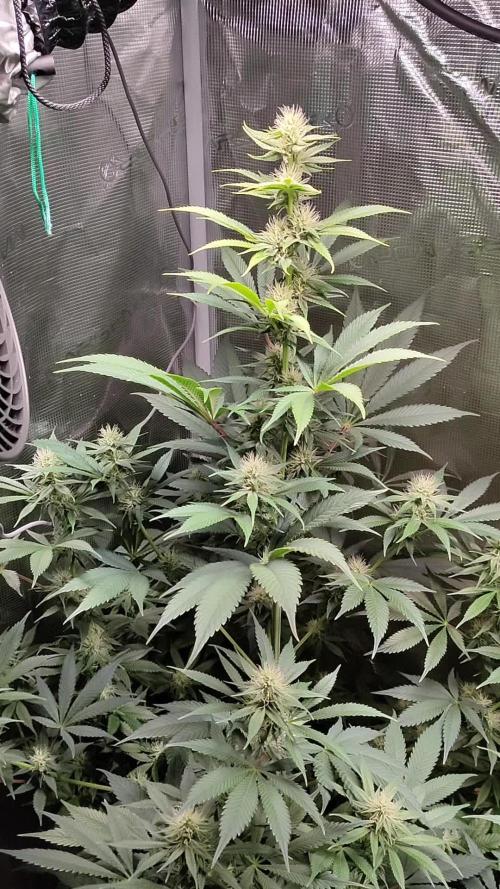 Eternity Grow Cup 2026