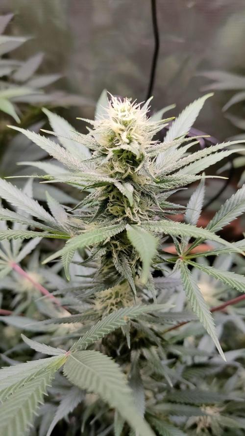 Eternity Grow Cup 2026. Week 12