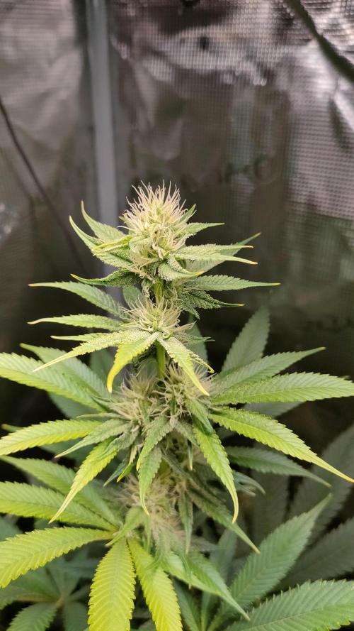 Eternity Grow Cup 2026. Week 12
