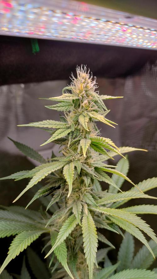 Eternity Grow Cup 2026. Week 12