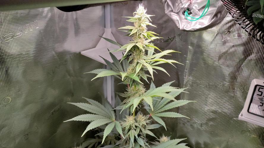 Eternity Grow Cup 2026. Week 12