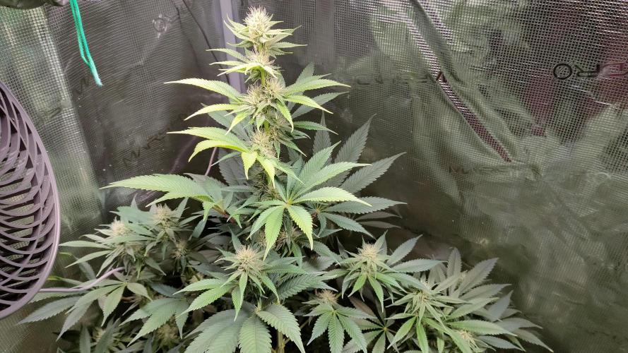 Eternity Grow Cup 2026. Week 12