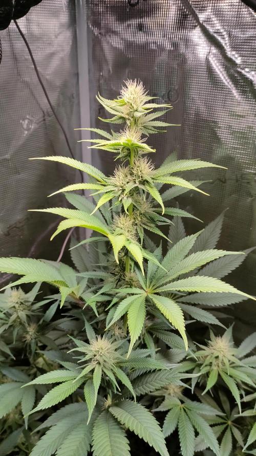 Eternity Grow Cup 2026. Week 12