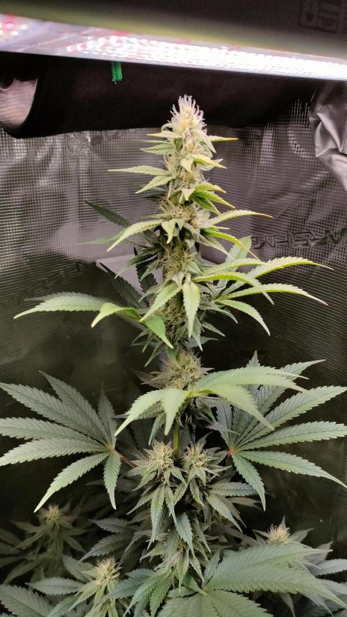 Eternity Grow Cup 2026. Week 12