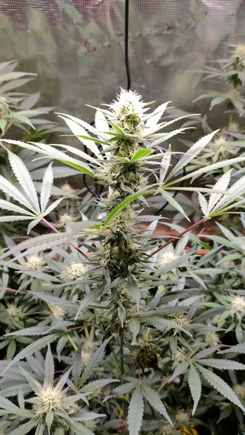 Eternity Grow Cup 2026. Week 12