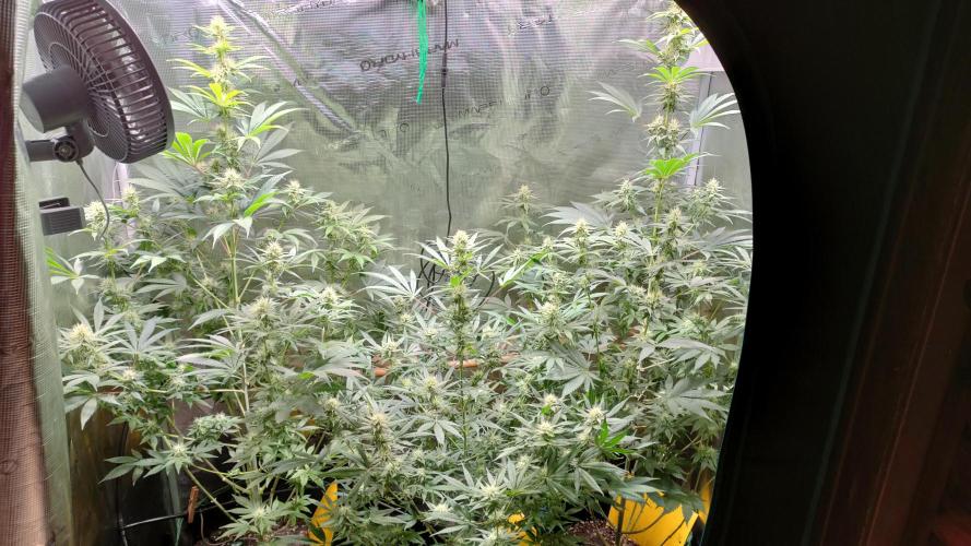 Eternity Grow Cup 2026. Week 12