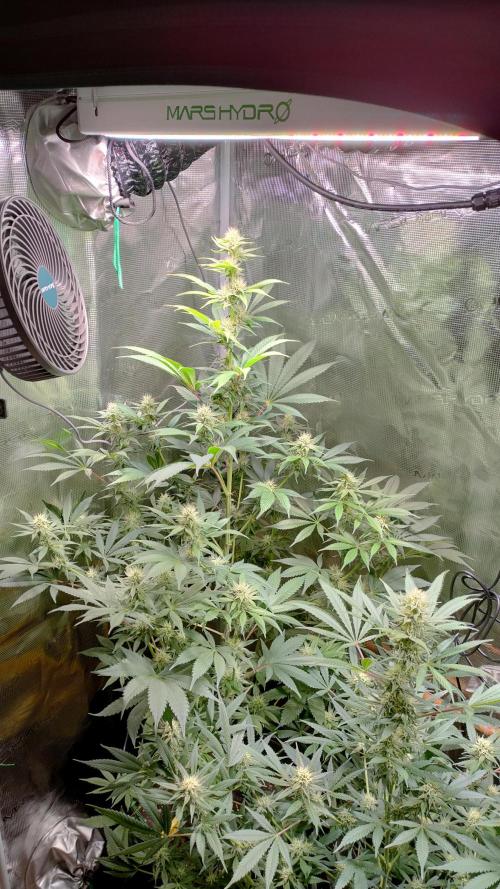 Eternity Grow Cup 2026. Week 12