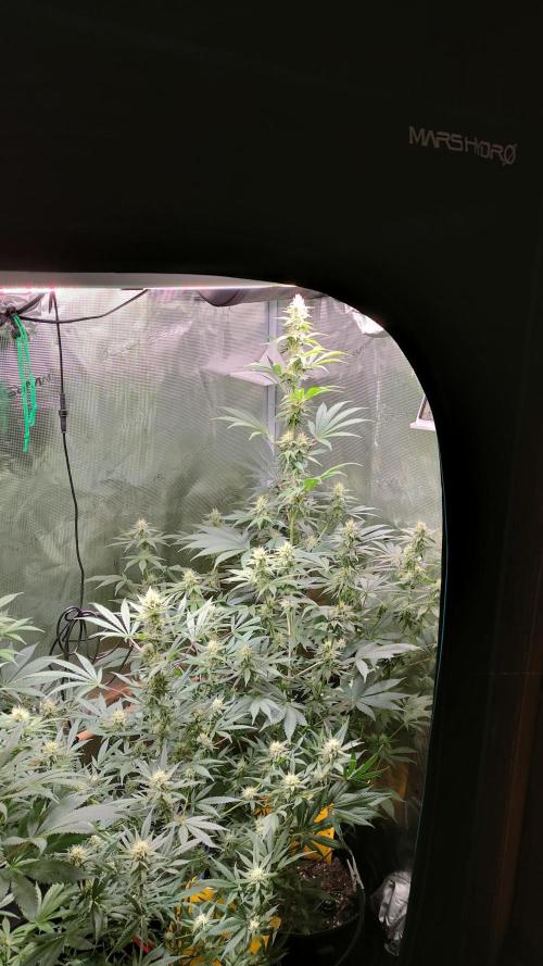 Eternity Grow Cup 2026. Week 12