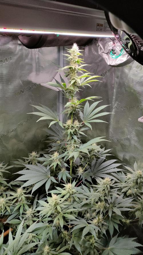 Eternity Grow Cup 2026. Week 12