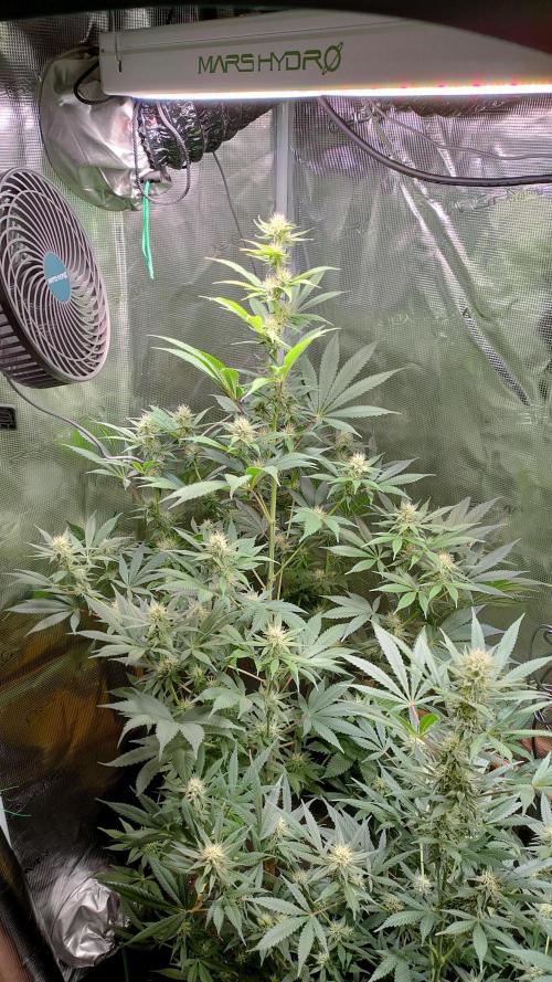 Eternity Grow Cup 2026. Week 12