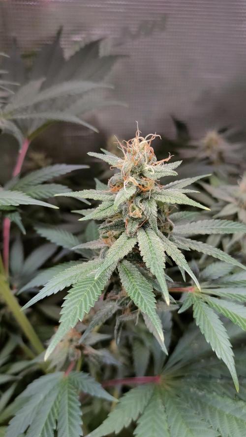Eternity Grow Cup 2026. Week 13 - Plant 3