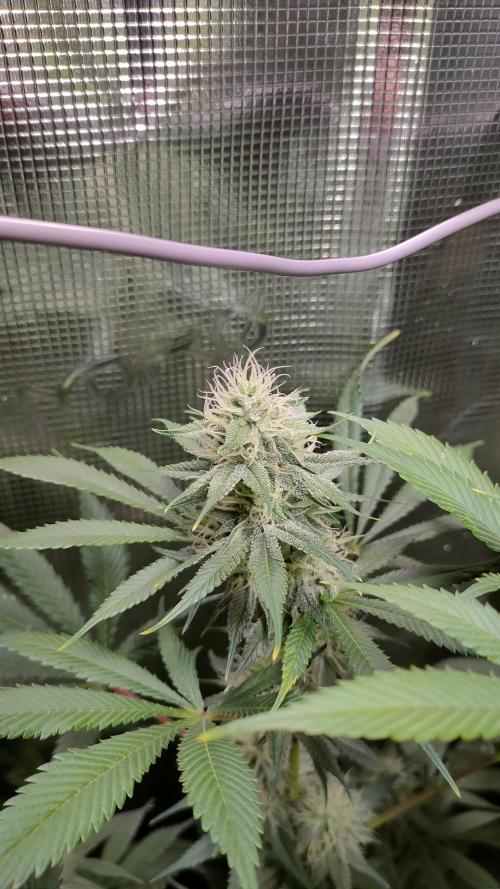 Eternity Grow Cup 2026. Week 13 - Plant 1