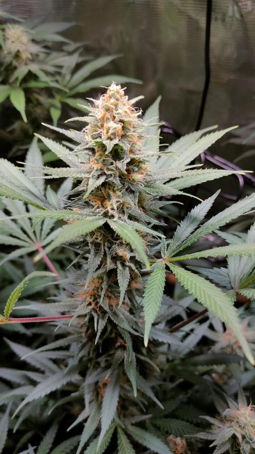 Eternity Grow Cup 2026. Week 13 - Plant 2