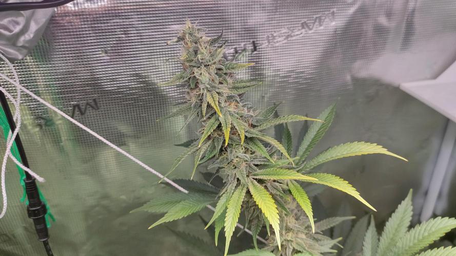 Eternity Grow Cup 2026. Week 13 - Plant 3