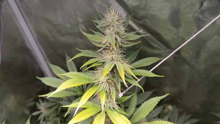 Eternity Grow Cup 2026. Week 13 - Plant 1
