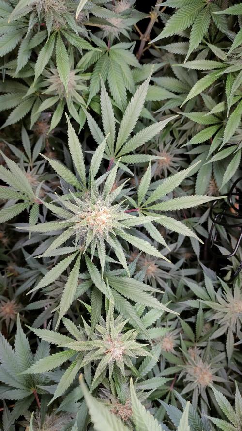 Eternity Grow Cup 2026. Week 13 - Plant 2: Top view