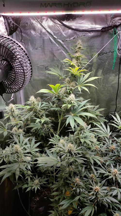 Eternity Grow Cup 2026. Week 13 - Plant 1