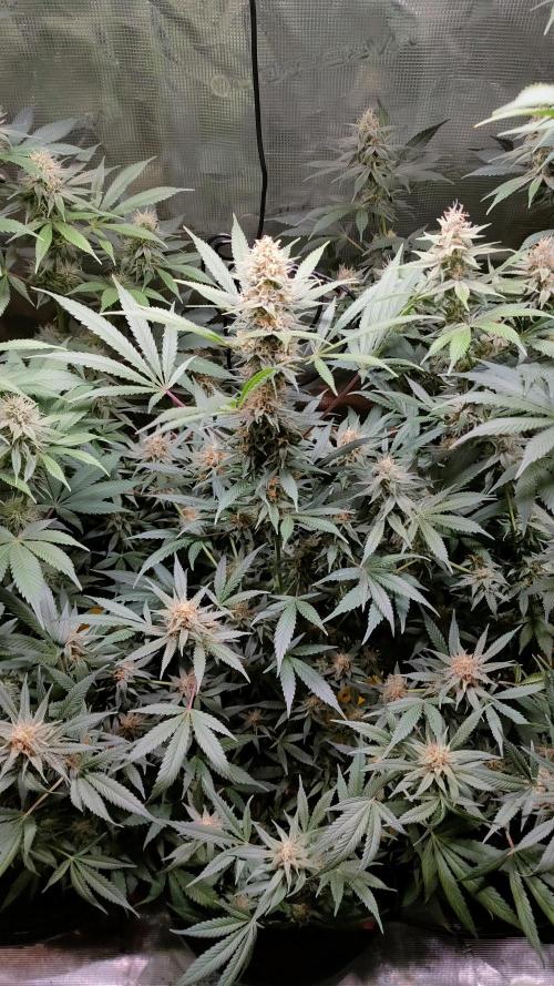 Eternity Grow Cup 2026. Week 13 - Plant 2