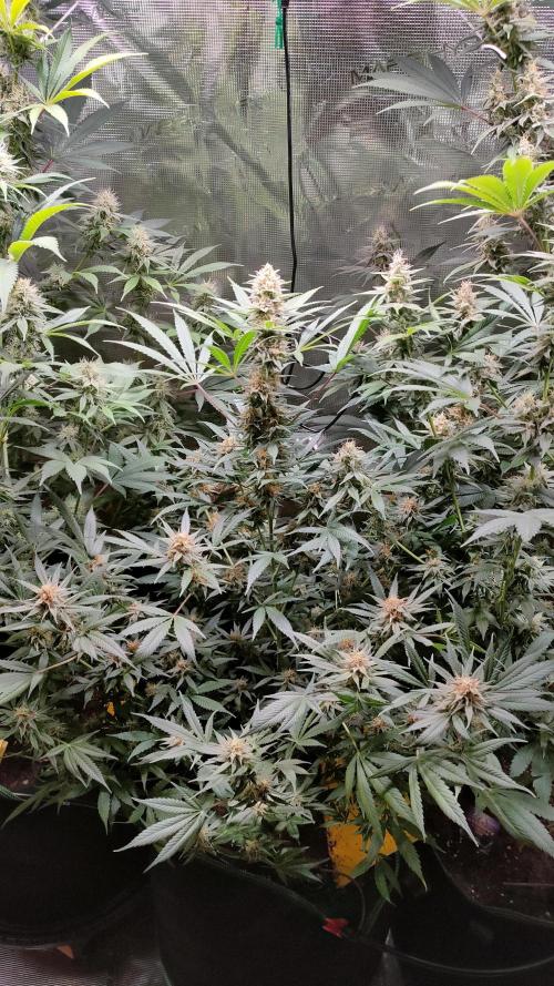 Eternity Grow Cup 2026. Week 13 - Plant 2