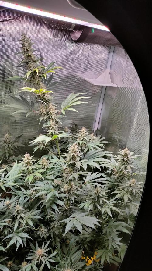 Eternity Grow Cup 2026. Week 13 - Plant 3