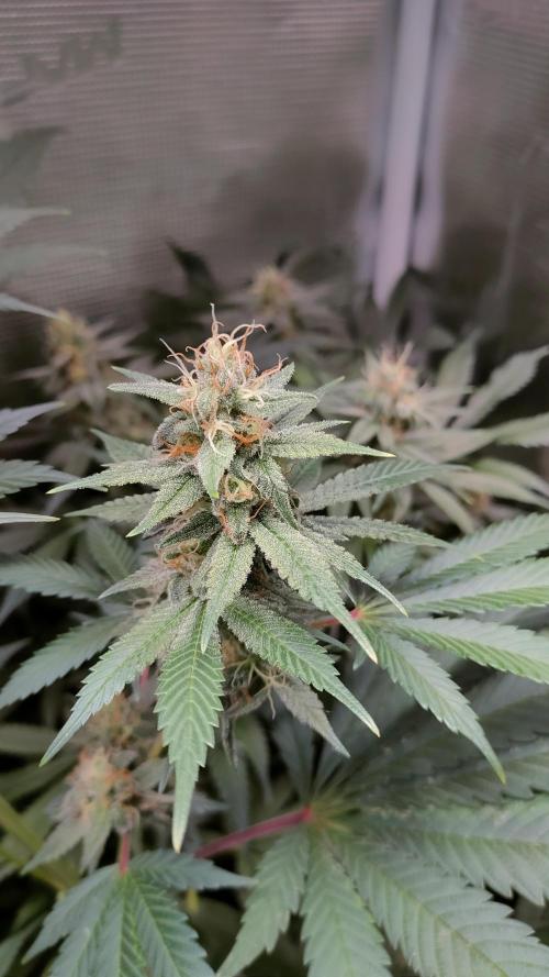 Eternity Grow Cup 2026. Week 13 - Plant 3