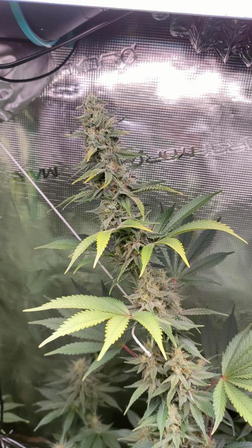 Eternity Grow Cup 2026. Week 13 - Plant 3