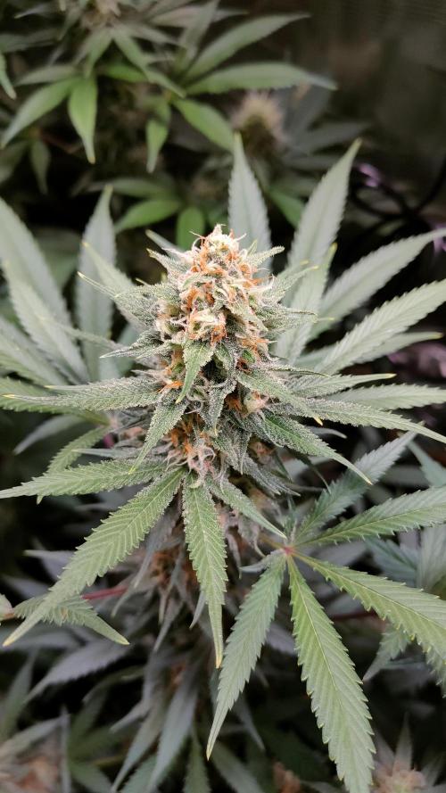 Eternity Grow Cup 2026. Week 13 - Plant 2