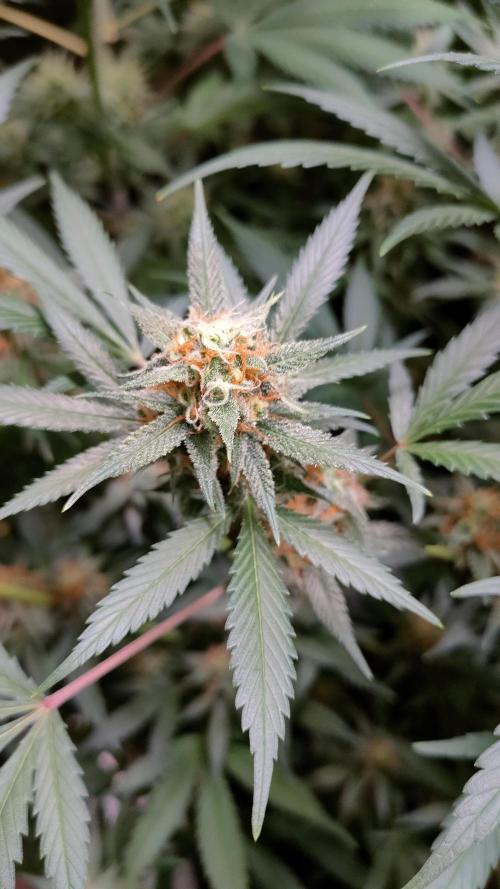 Eternity Grow Cup 2026. Week 13 - Plant 2