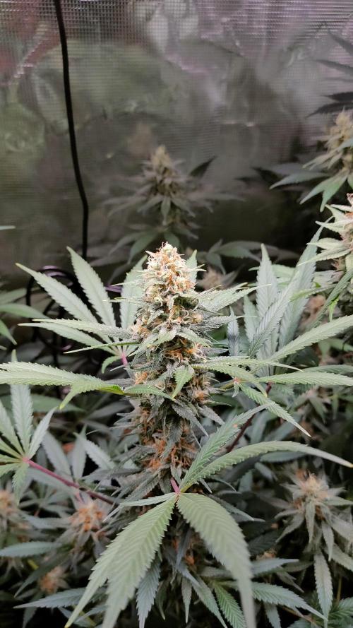Eternity Grow Cup 2026. Week 13 - Plant 2