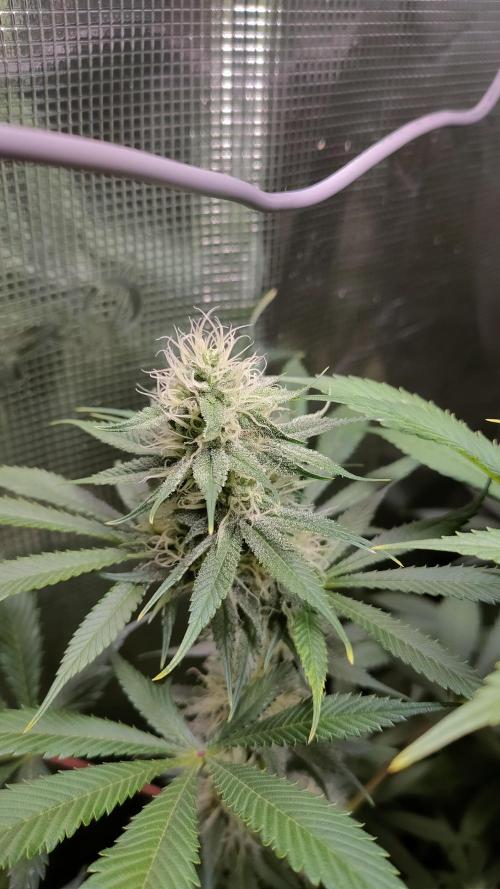 Eternity Grow Cup 2026. Week 13 - Plant 1