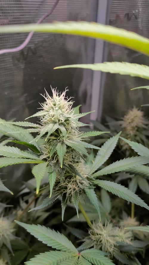 Eternity Grow Cup 2026. Week 13 - Plant 1