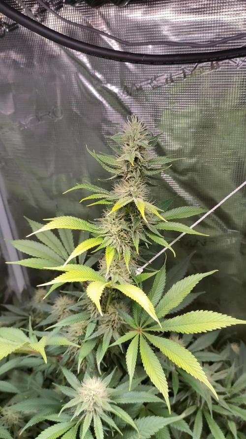 Eternity Grow Cup 2026. Week 13 - Plant 1