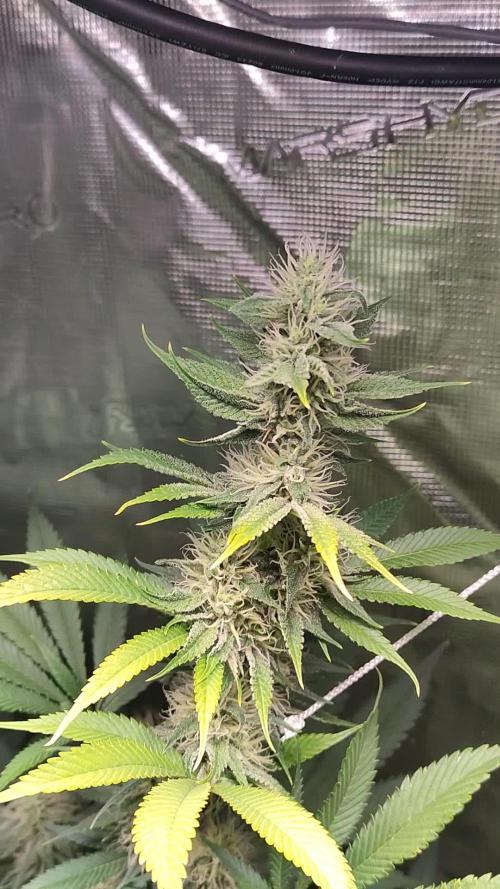 Eternity Grow Cup 2026