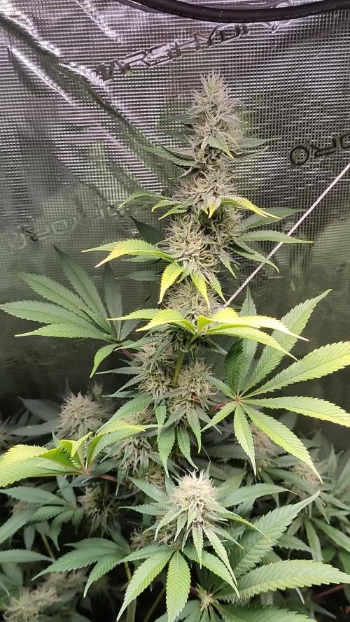 Eternity Grow Cup 2026
