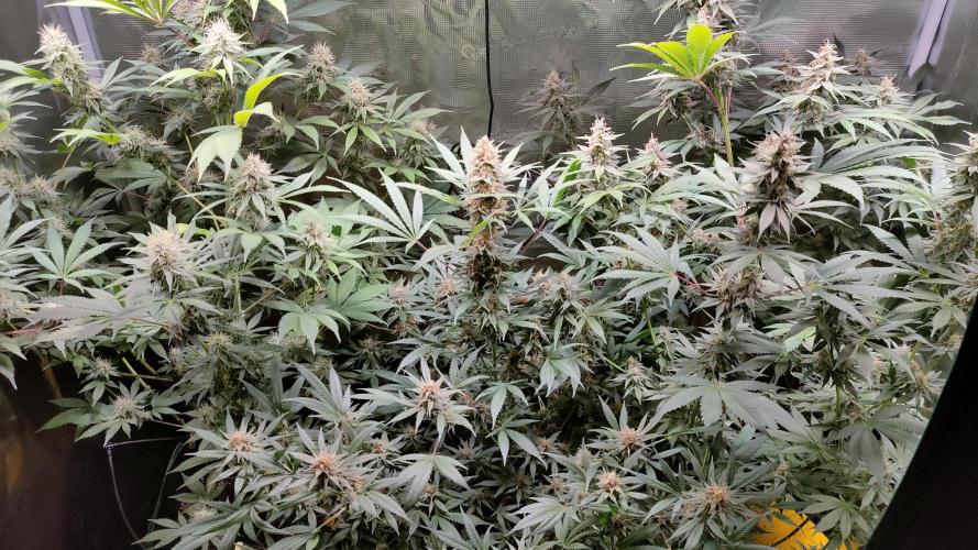 Eternity Grow Cup 2026. Week 14