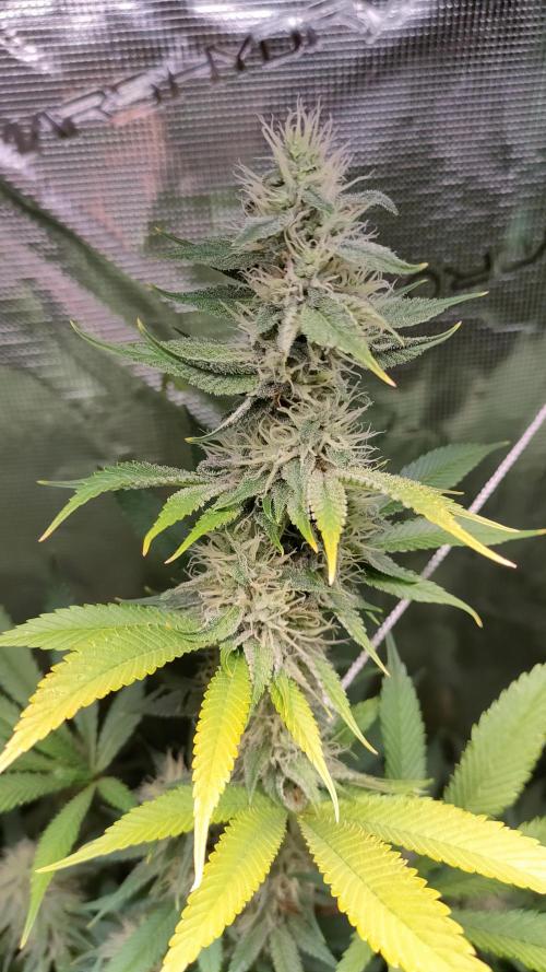 Eternity Grow Cup 2026. Week 14